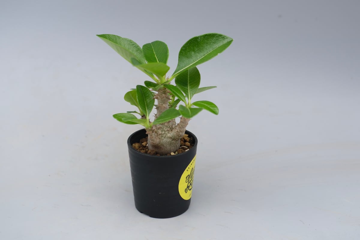 パキポディウム ウィンゾリー 実生株 054 Pachypodium windsorii