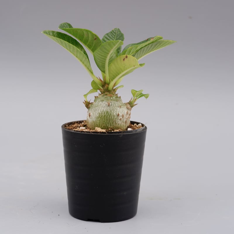 パキポディウム ウィンゾリー 実生株 018 Pachypodium windsorii |