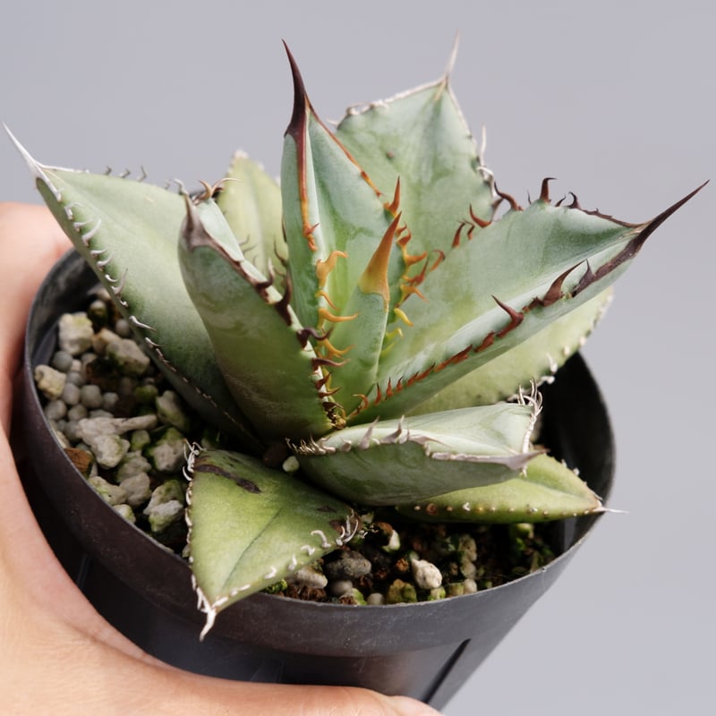 アガベ オテロイ 実生株 Agave oteroi seeding 035 | Sunny
