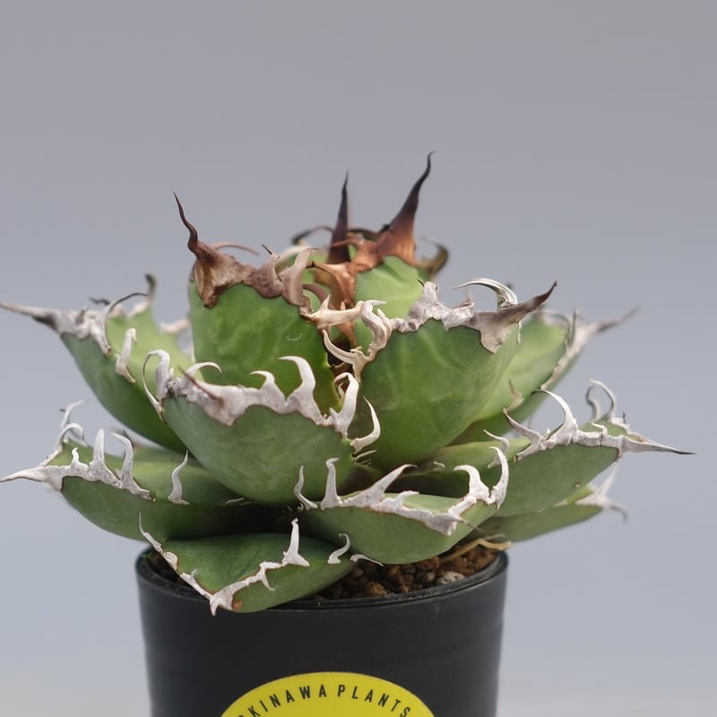 アガベ チタノタ シーザー Agave titanota caesar 196 | Sunny
