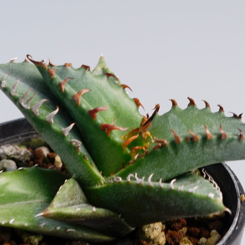 アガベ チタノタ 海王 Agave titanota 海王 001 | Sunny Branch