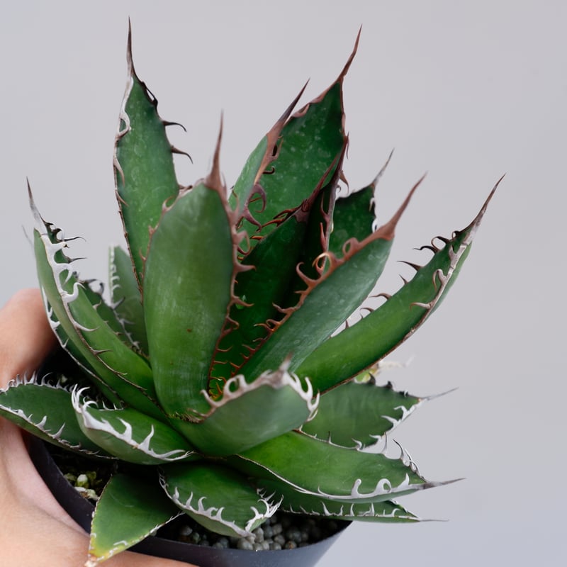 アガベ ホリダ 032 Agave horrida 強棘 | Sunny Branch