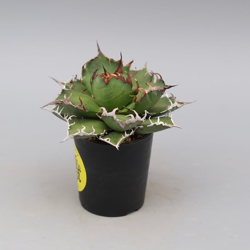 アガベ チタノタ シーザー Agave titanota caesar 148 | Sunny