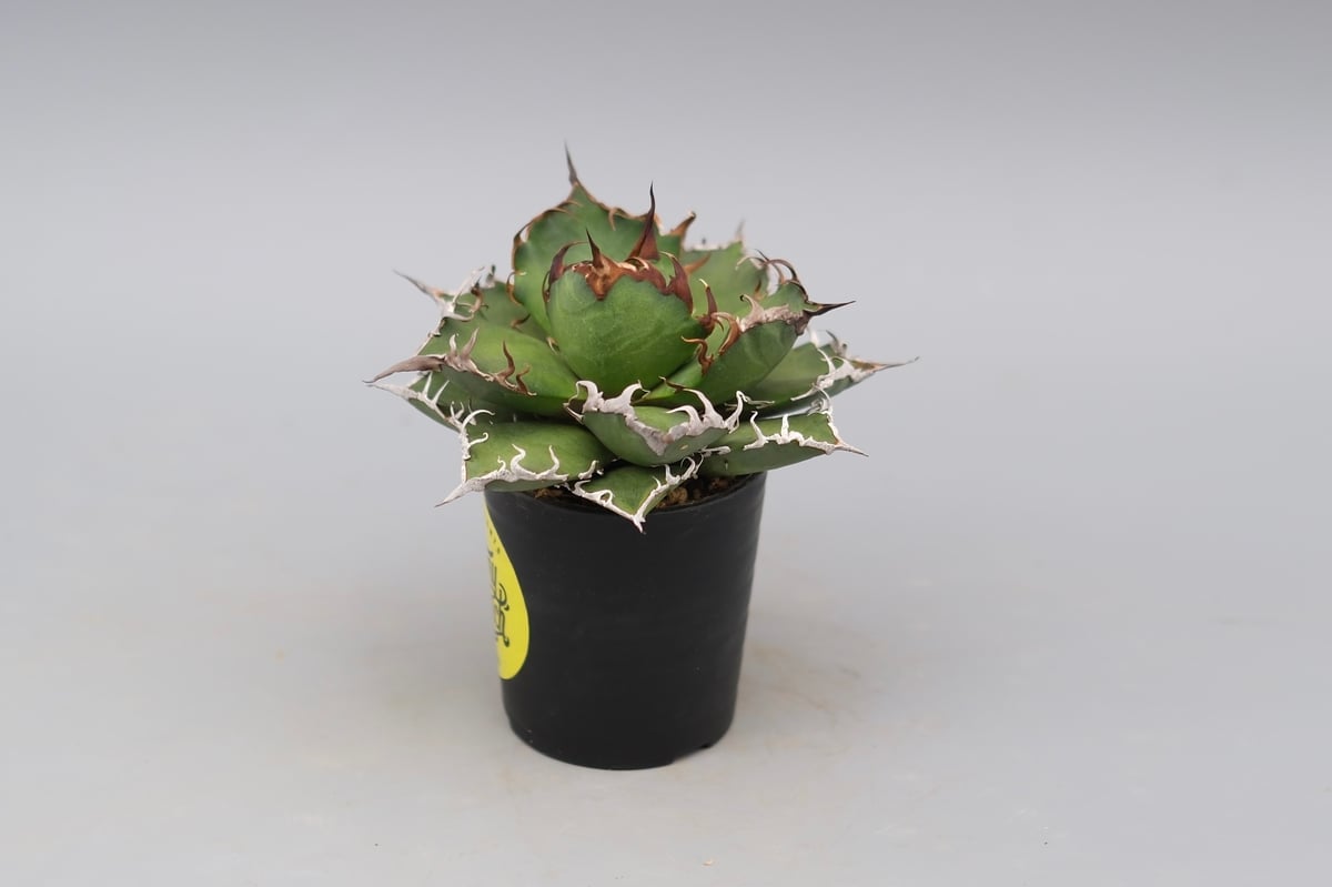 アガベ チタノタ シーザー Agave titanota caesar 148 | Sunny