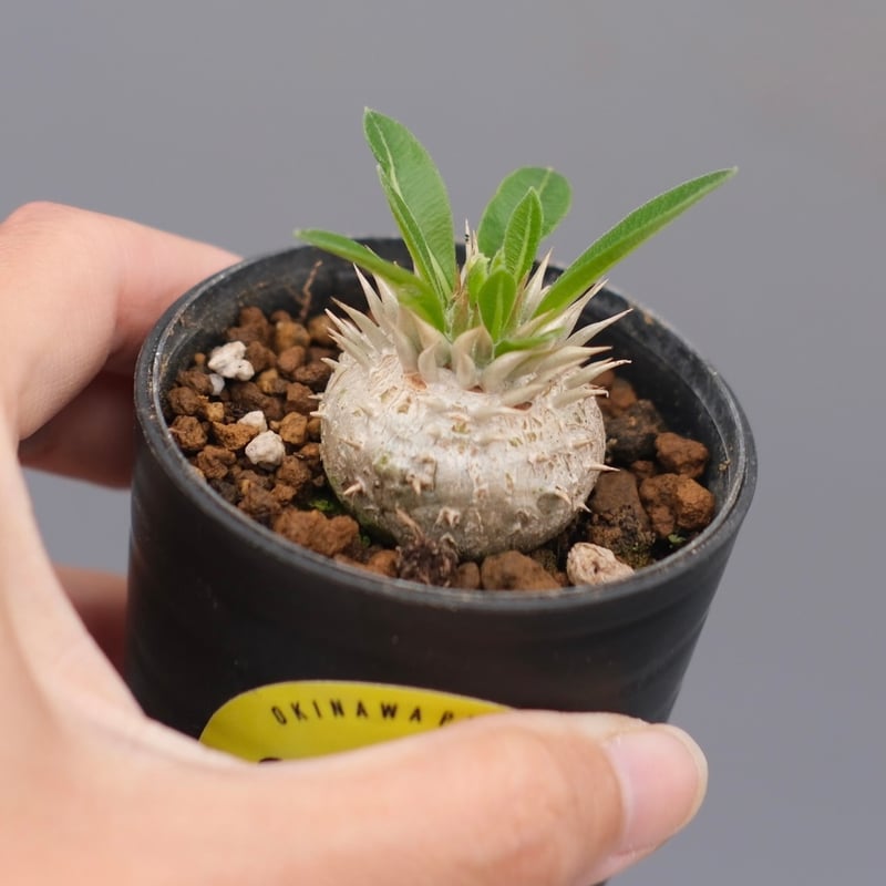 パキポディウム エニグマチカム 実生株 Pachypodium enigmaticum 004