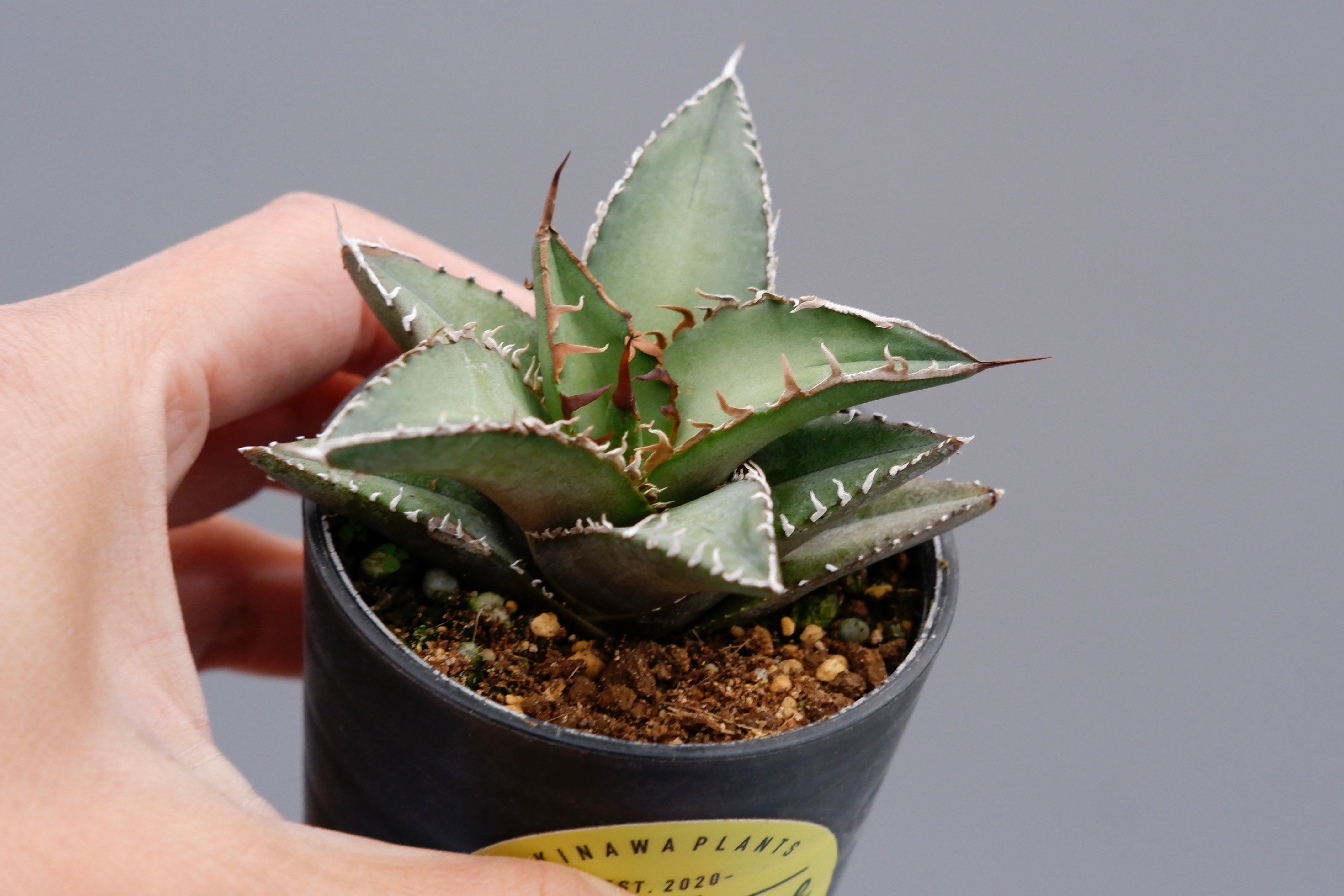 アガベ オテロイ 実生株 Agave oteroi seeding 059 | Sunny