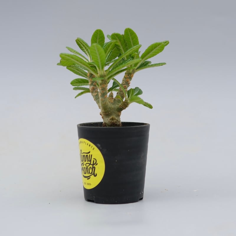 ドルステニア ギガス042 Dorstenia gigas | Sunny Branch