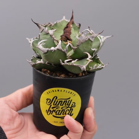 アガベシーザー | STORES