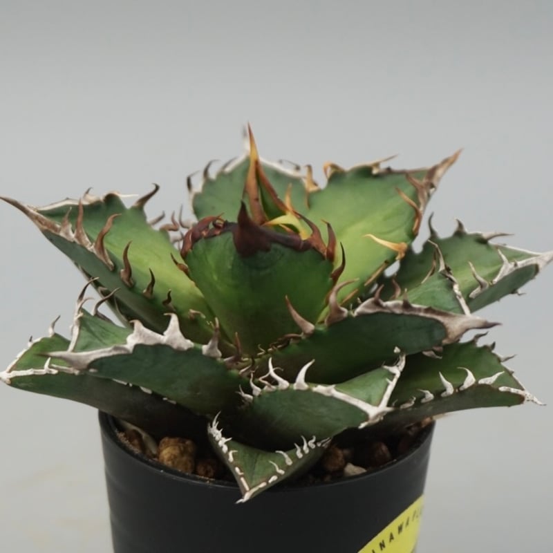 アガベ チタノタ レッドキャットウィーズル Agave titanota Red Catwee