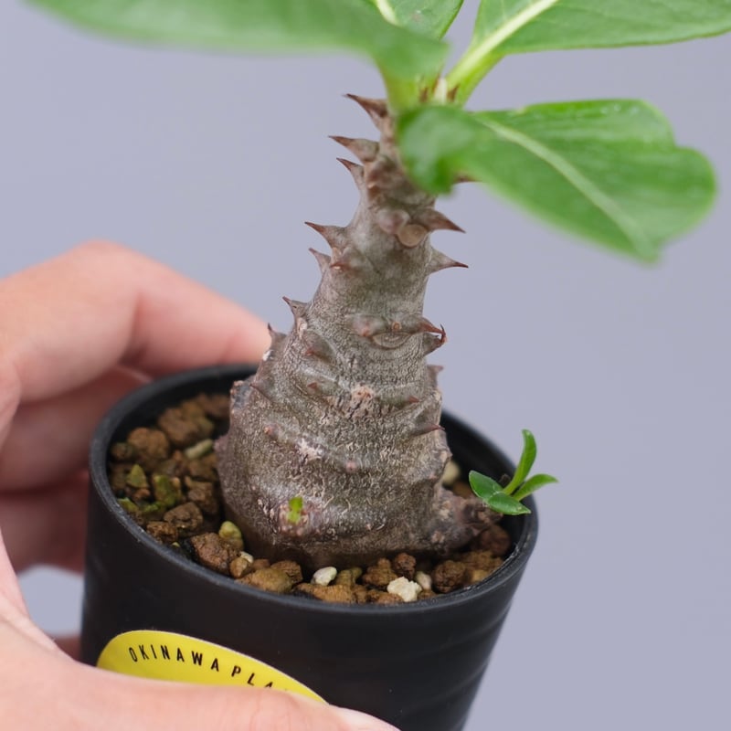 パキポディウム ウィンゾリー 実生株 030 Pachypodium windsorii |