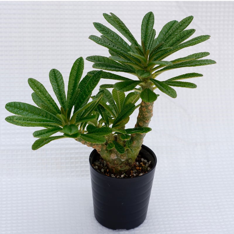 ドルステニア ギガス018 Dorstenia gigas | Sunny Branch