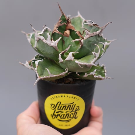 アガベシーザー | STORES