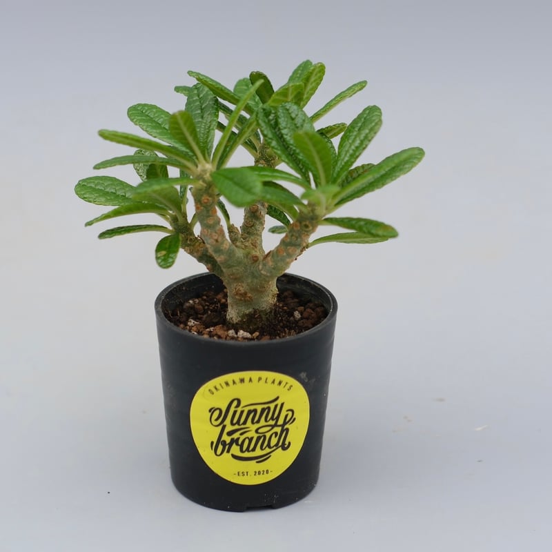 ドルステニア ギガス042 Dorstenia gigas | Sunny Branch