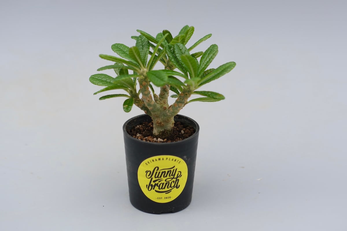 ドルステニア ギガス ドルステニア ギガス042 Dorstenia gigas | Sunny Branch