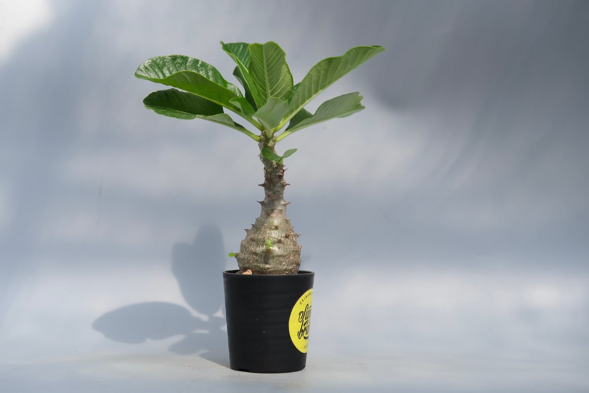 パキポディウム ウィンゾリー 実生株 067 Pachypodium windsorii |