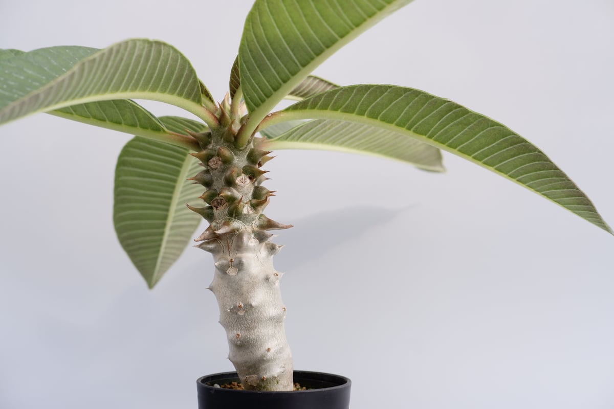 パキポディウム バロニー実生株013 Pachypodium baronii | Sunny