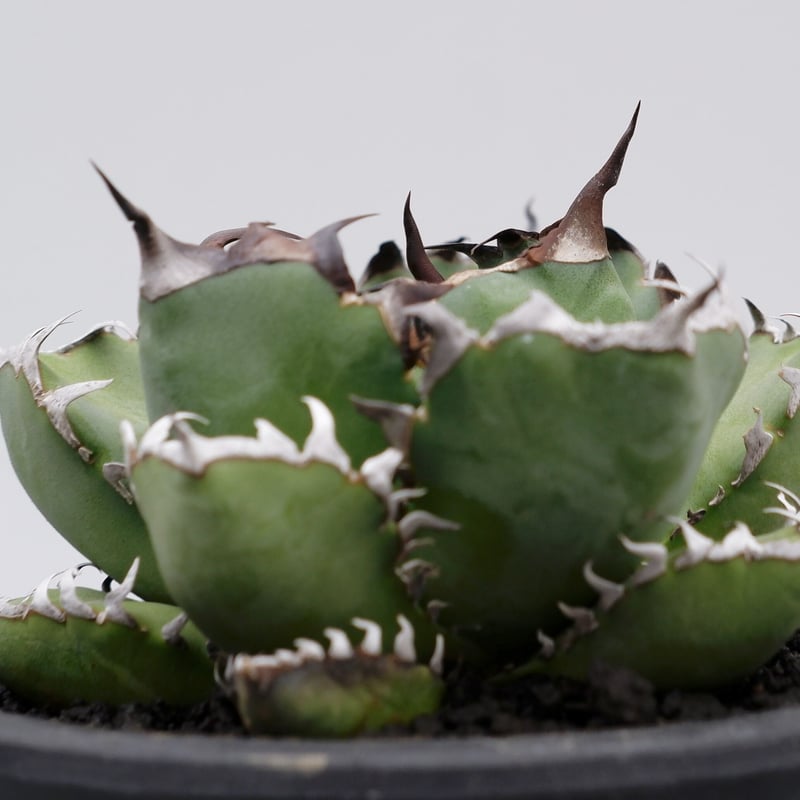 希少　アガベ　チタノタ　黒鯨　Agave titanota アガベ・チタノタ 黒鯨（芽）-003｜agave titanota black whale |