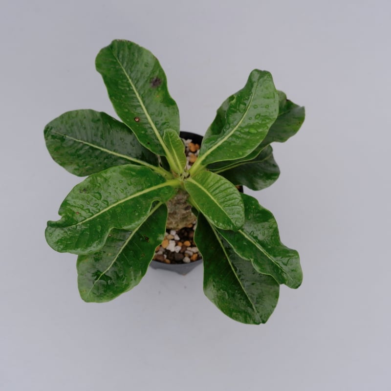 パキポディウム　ウインゾリー 3 パキポディウム ウインゾリー 3 パキポディウム ウィンゾリー | STELLA