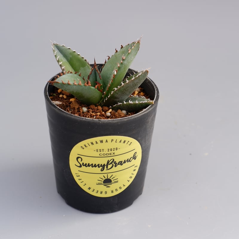 アガベ オテロイ 実生株 Agave oteroi seeding 050 | Sunny アガベ オテロイ 実生株 Agave oteroi seeding 050 | Sunny