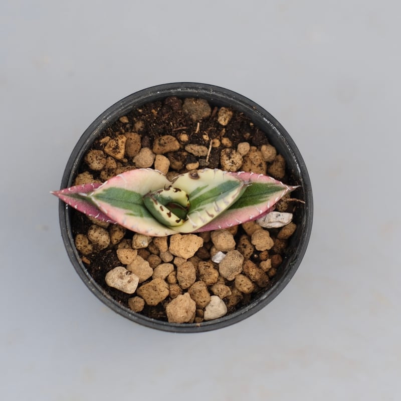アガベ チタノタ スナグルトゥース Agave titanota Snaggle