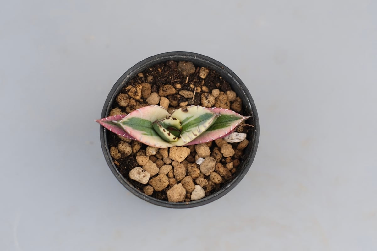 アガベ チタノタ スナグルトゥース Agave titanota Snaggle Tooth