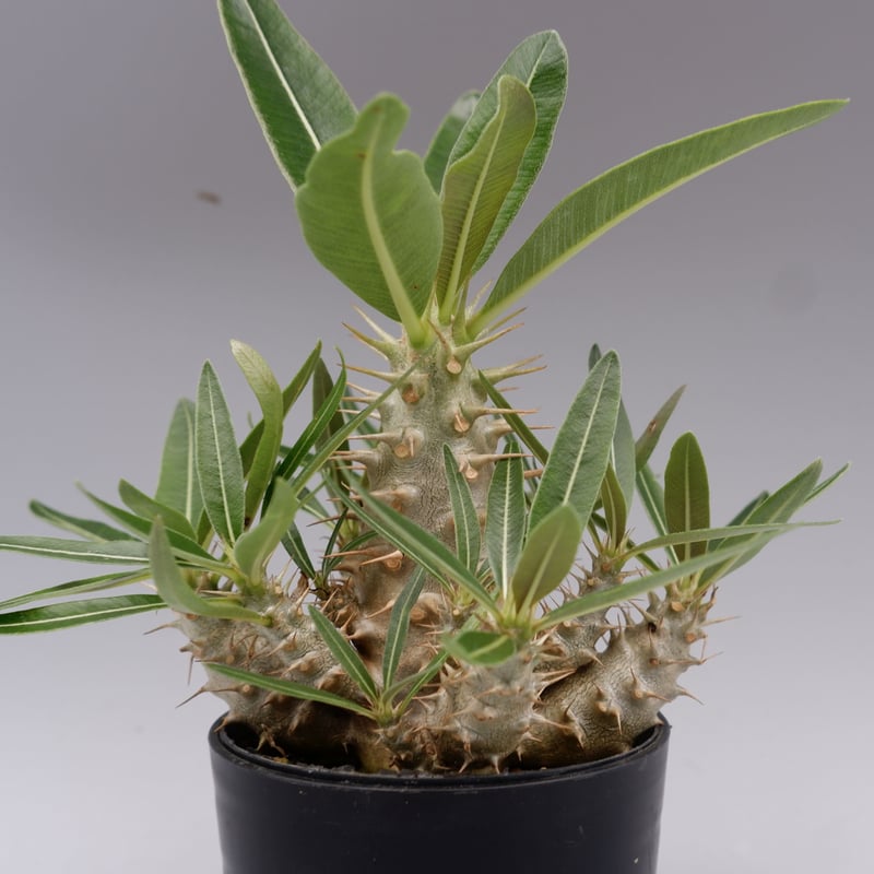 パキポディウム カクチペス 実生株 012 Pachypodium cactipes | Su
