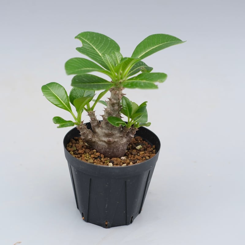 パキポディウム ウィンゾリー 実生株 039 Pachypodium windsorii |