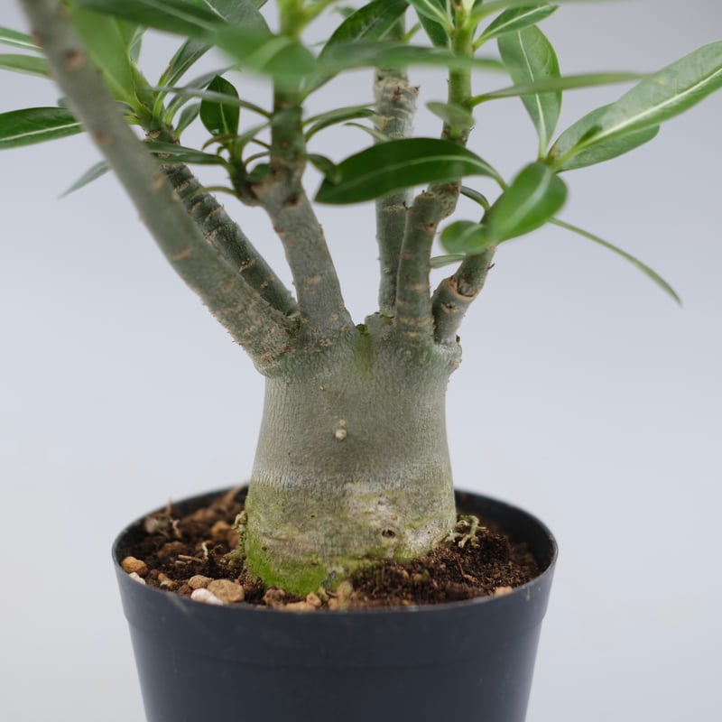 アデニウム ソマレンセ 実生株 Adenium somalense 007 | Sunny B