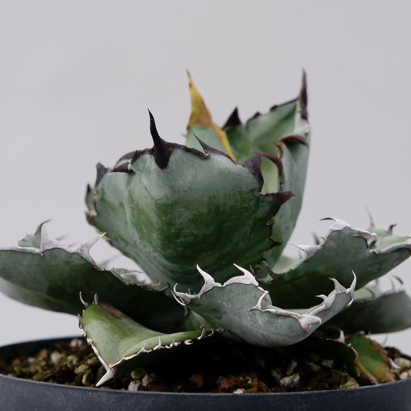 アガベ チタノタ ブラックアンドブルー Agave titanota BB 032 | Sun