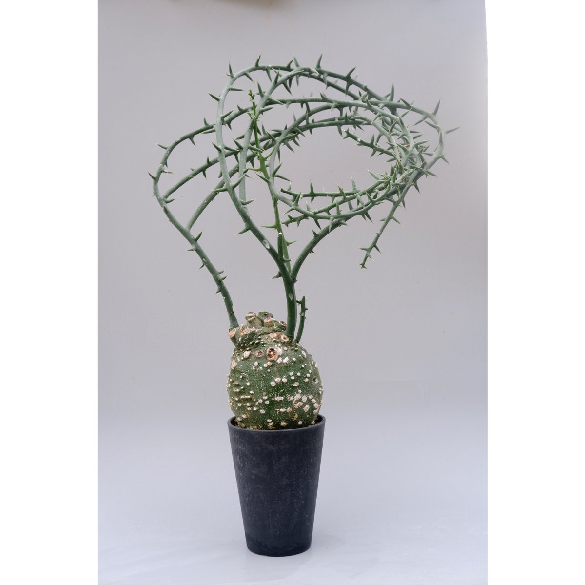 アデニア グロボーサ002 Adenia globosa【発根済み】 | Sunny Branch