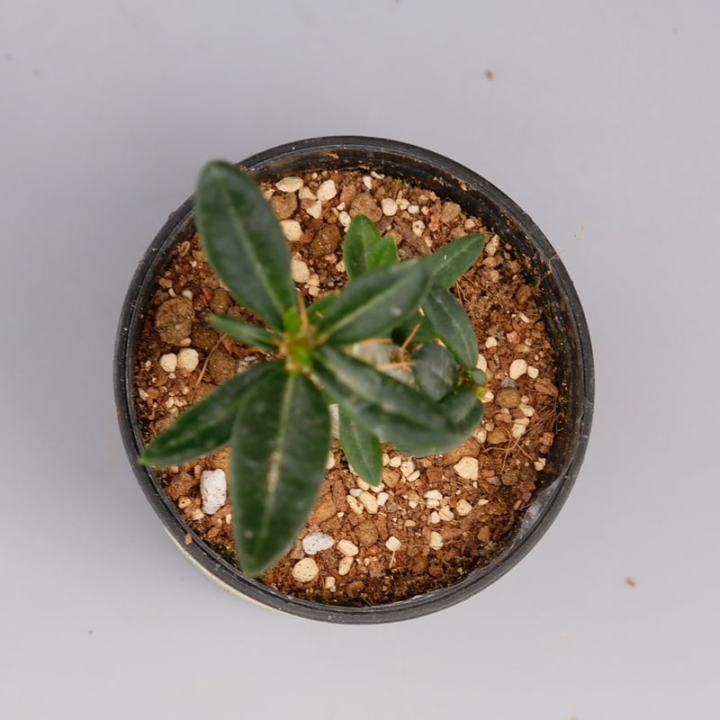 パキポディウム ビスピノーサム Pachypodium bispinosum 003 | Su