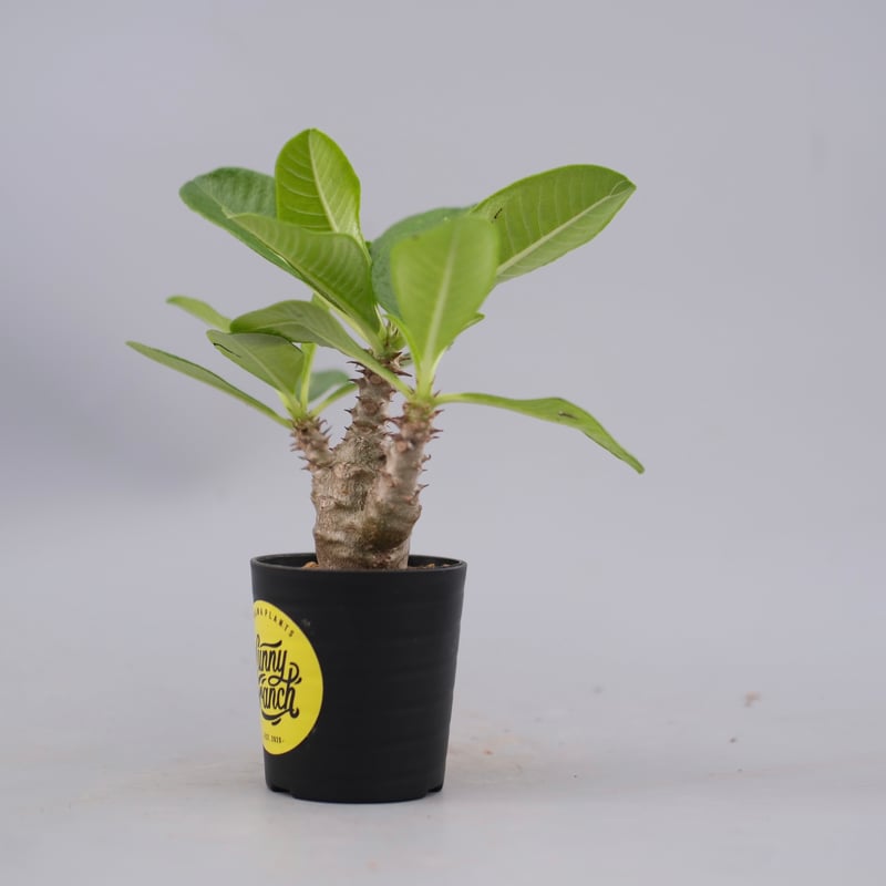 パキポディウム ウィンゾリー 実生株 060 Pachypodium windsorii |