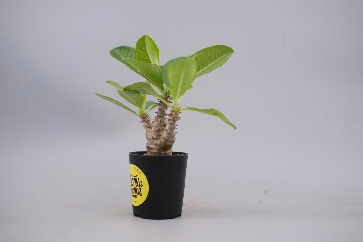 パキポディウム ウィンゾリー 実生株 060 Pachypodium windsorii |