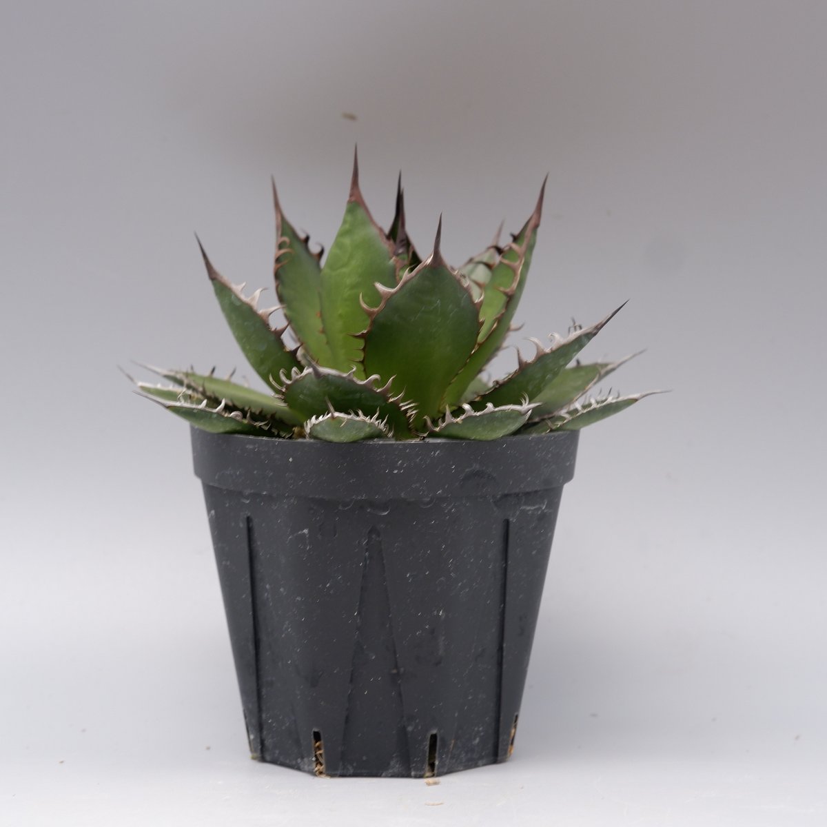 アガベ ホリダ 046 Agave horrida 強棘 | Sunny Branch