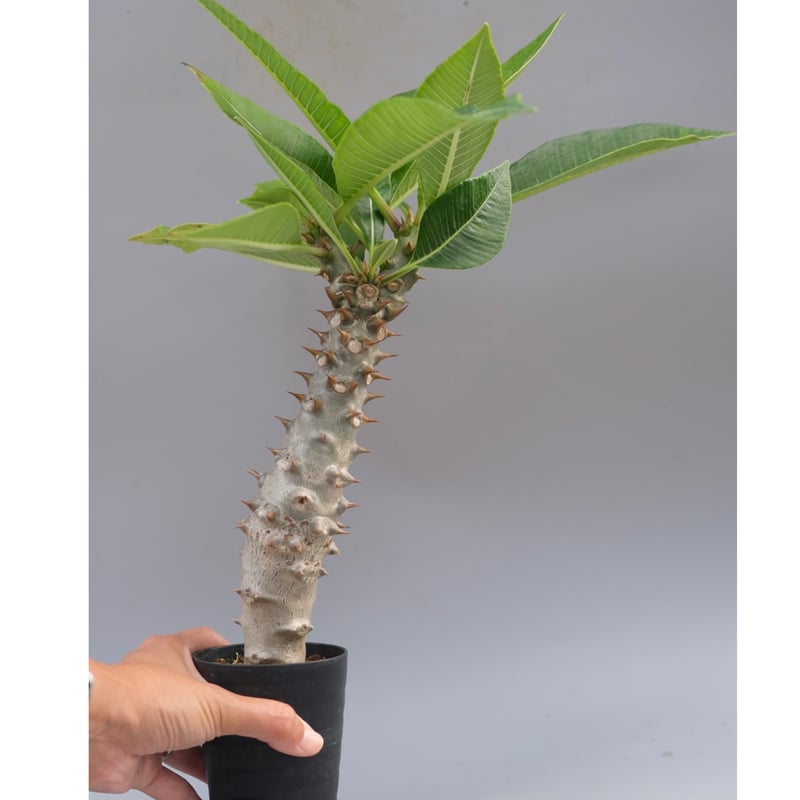 パキポディウム バロニー実生株040 Pachypodium baronii | Sunny