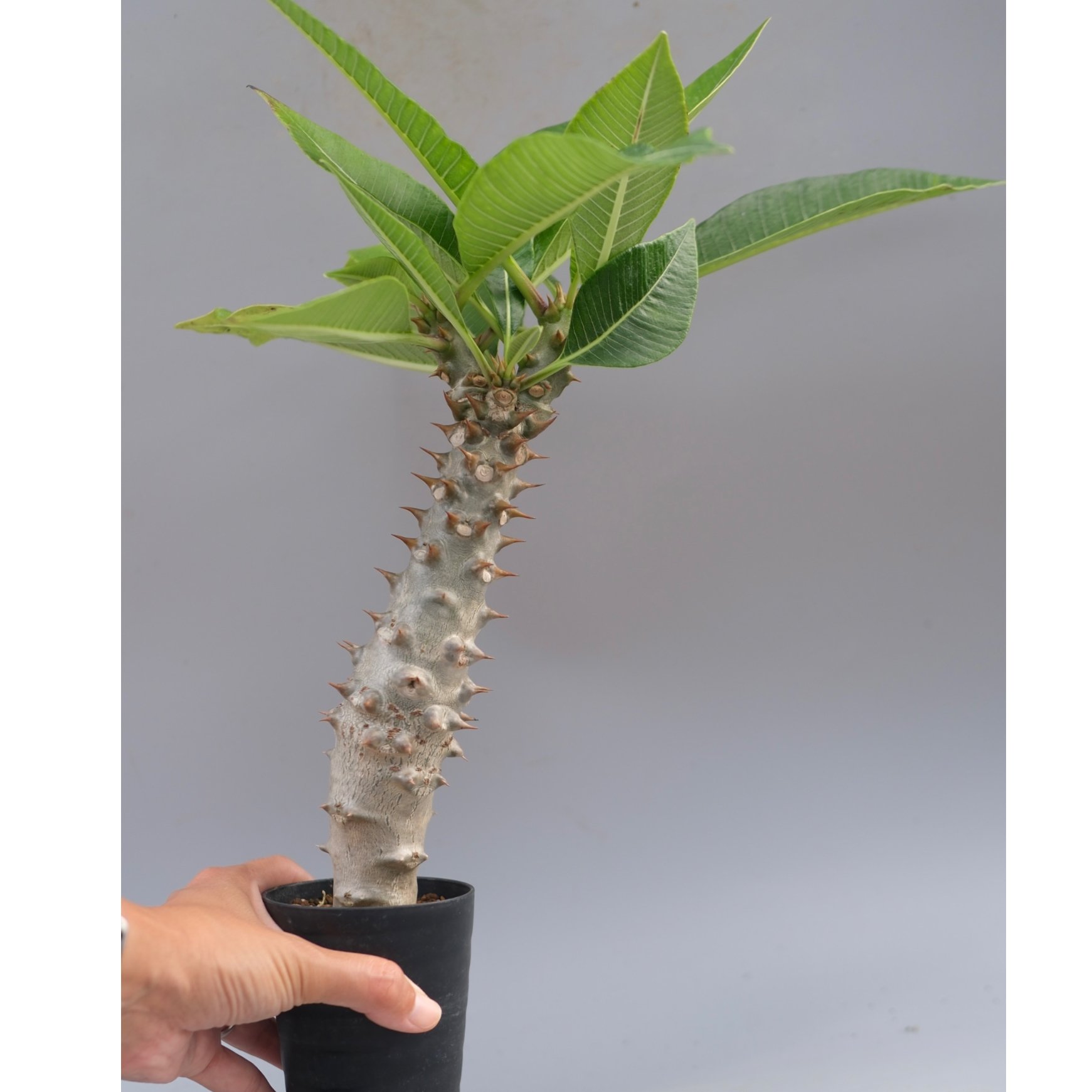 パキポディウム バロニー 実生株 パキポディウム バロニー実生株040 Pachypodium baronii | Sunny