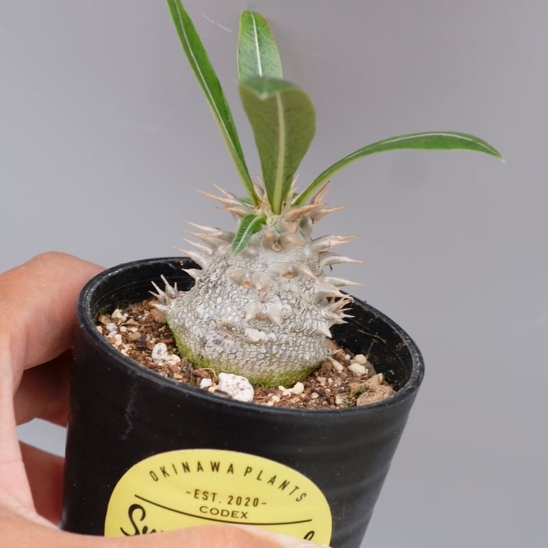 パキポディウム ロスラーツム 実生株 010 Pachypodium rosulatum v