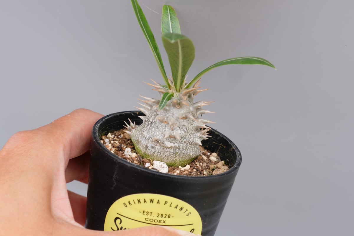 パキポディウム　ロスラーツム実生株 パキポディウム ロスラーツム 実生株 010 Pachypodium rosulatum v