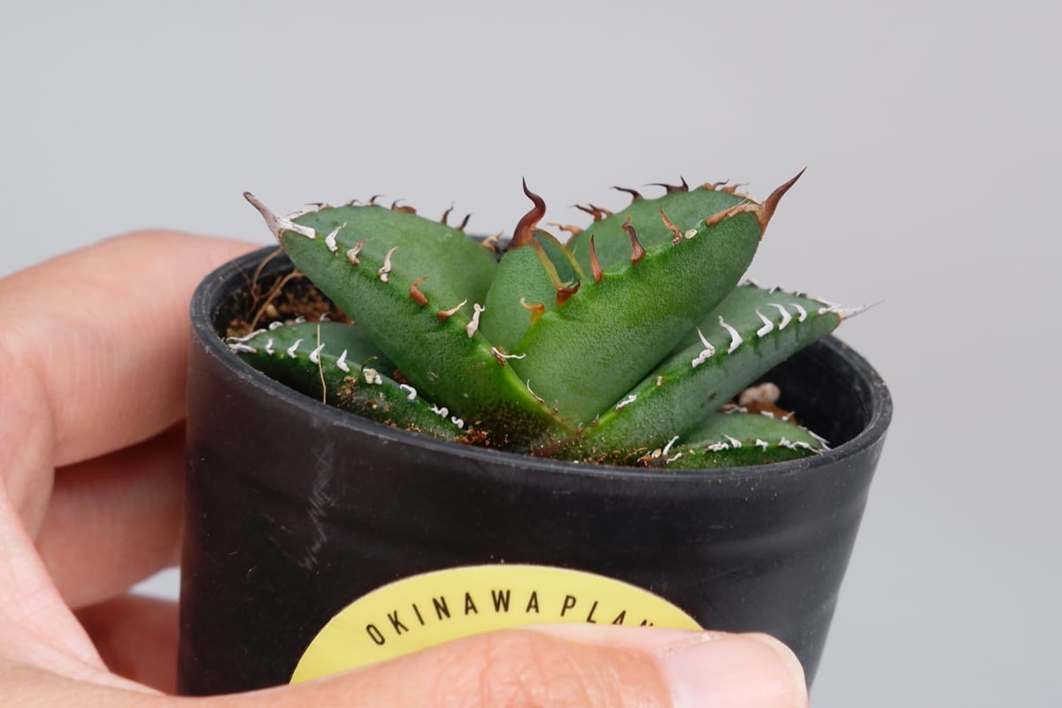 アガベ オテロイ 実生株 Agave oteroi seeding 100 | Sunny アガベ オテロイ 実生株 Agave oteroi seeding 100 | Sunny