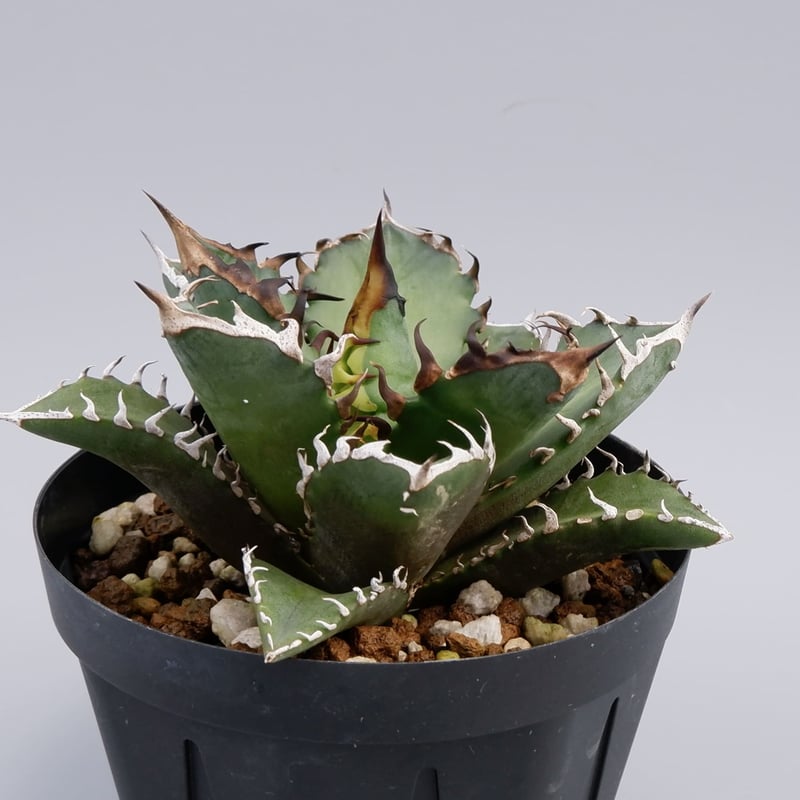 アガベ チタノタ レッドキャットウィーズル Agave titanota Red Catwee