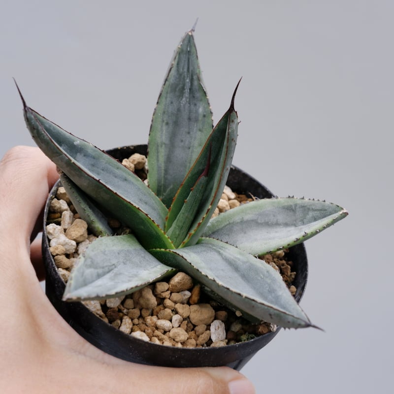 アガベ シャークバイト003 Agave Sharkbite | Sunny Branch アガベ シャークバイト003 Agave Sharkbite | Sunny Branch