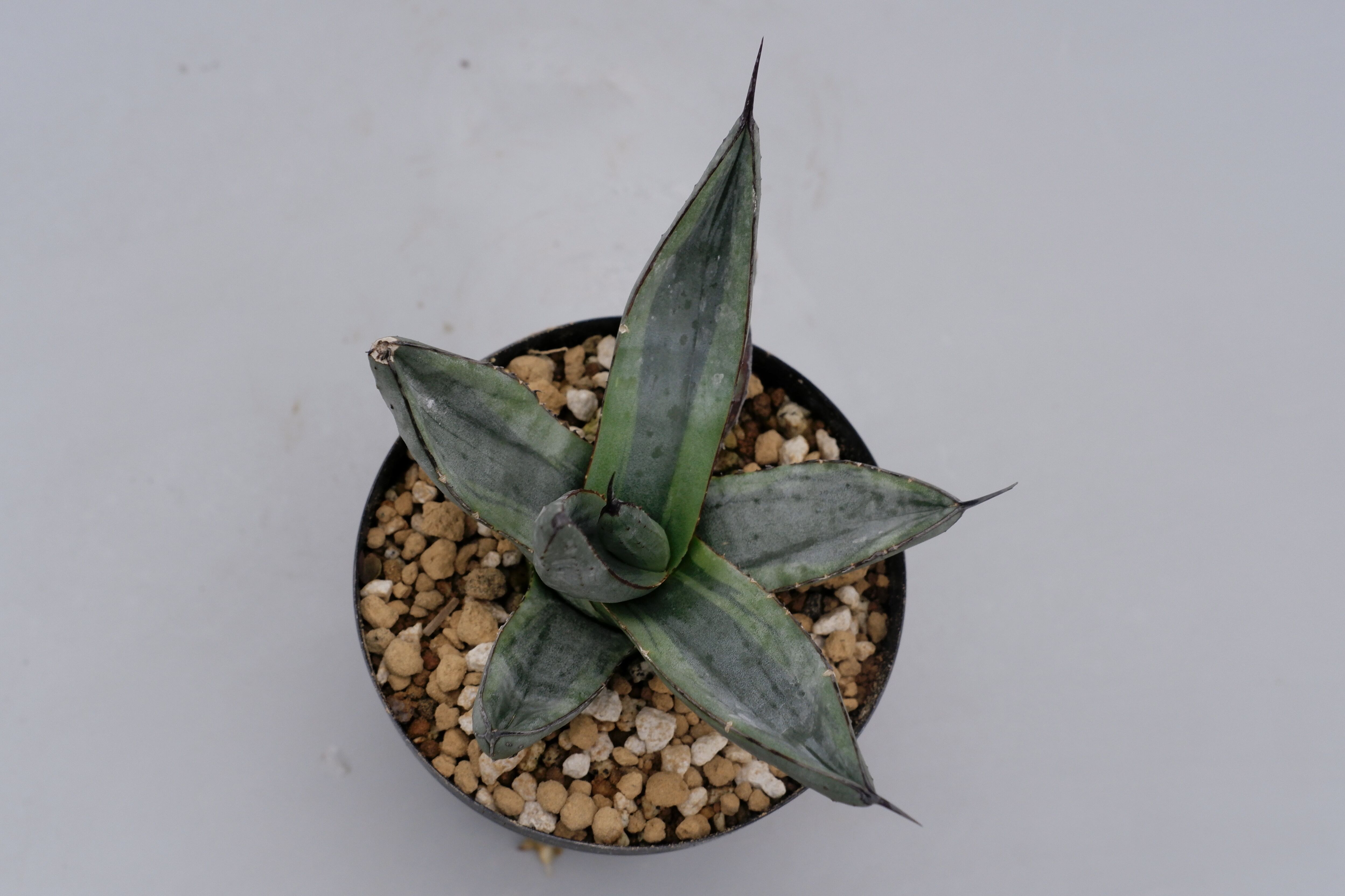 アガベ シャークバイト001 Agave Sharkbite | Sunny Branch