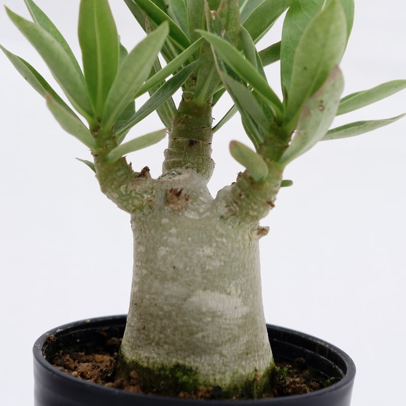 アデニウム ブラックソマレンセ 実生株 Adenium somalense var. bla