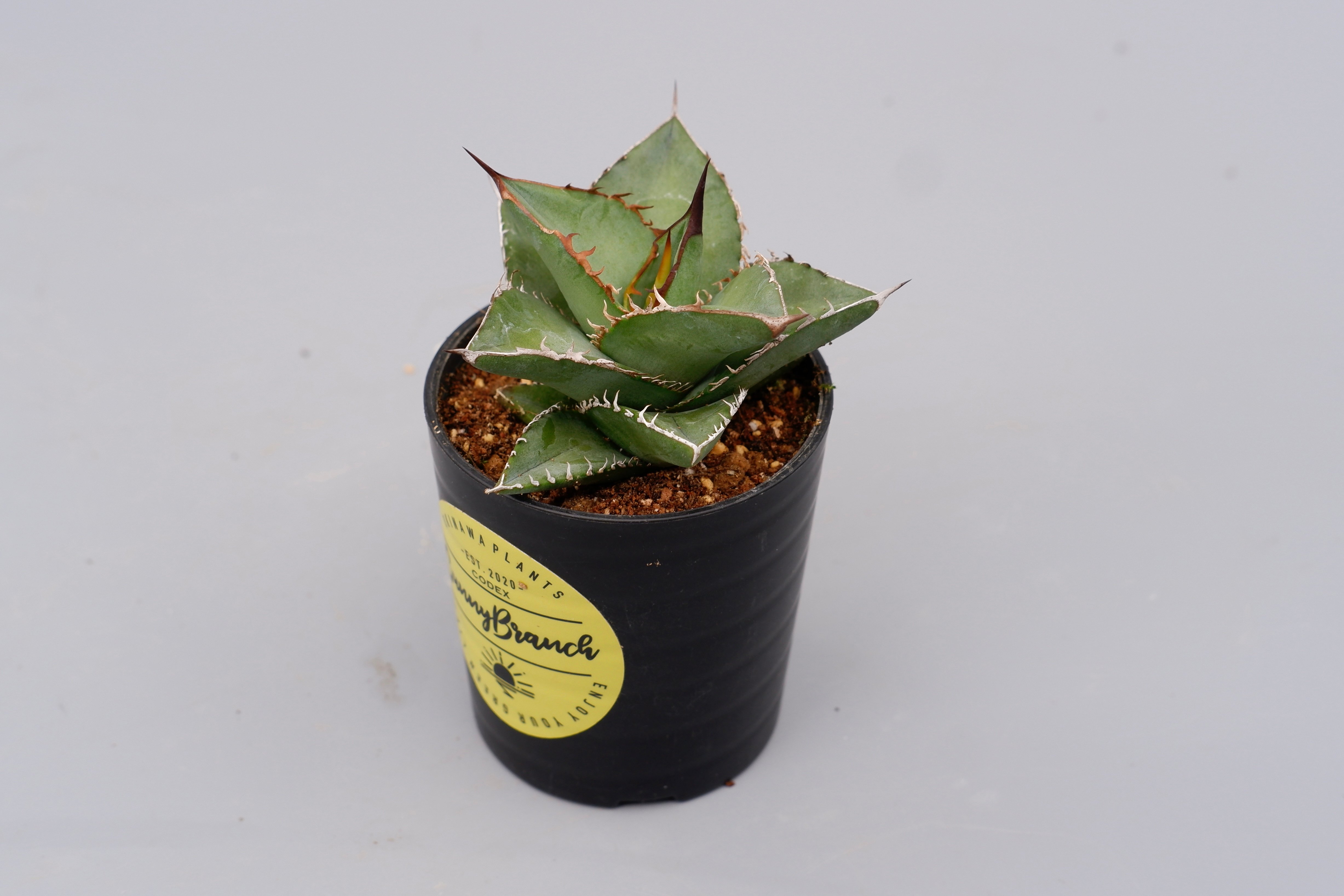 アガベ オテロイ 実生株 Agave oteroi seeding 074 | Sunny