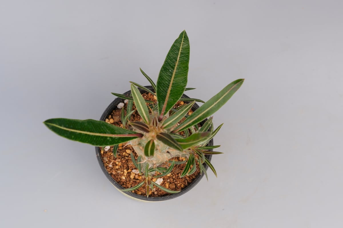 パキポディウム カクチペス 実生株 001 Pachypodium cactuses パキポディウム カクチペス 実生株 001 Pachypodium cactuses