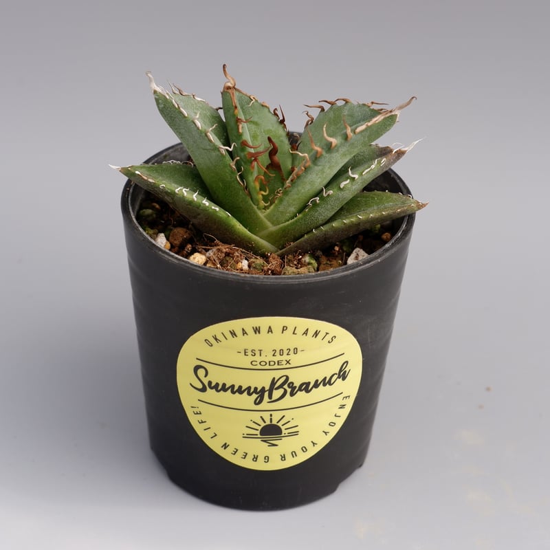 アガベ オテロイ 実生株 Agave oteroi seeding 026 | Sunny