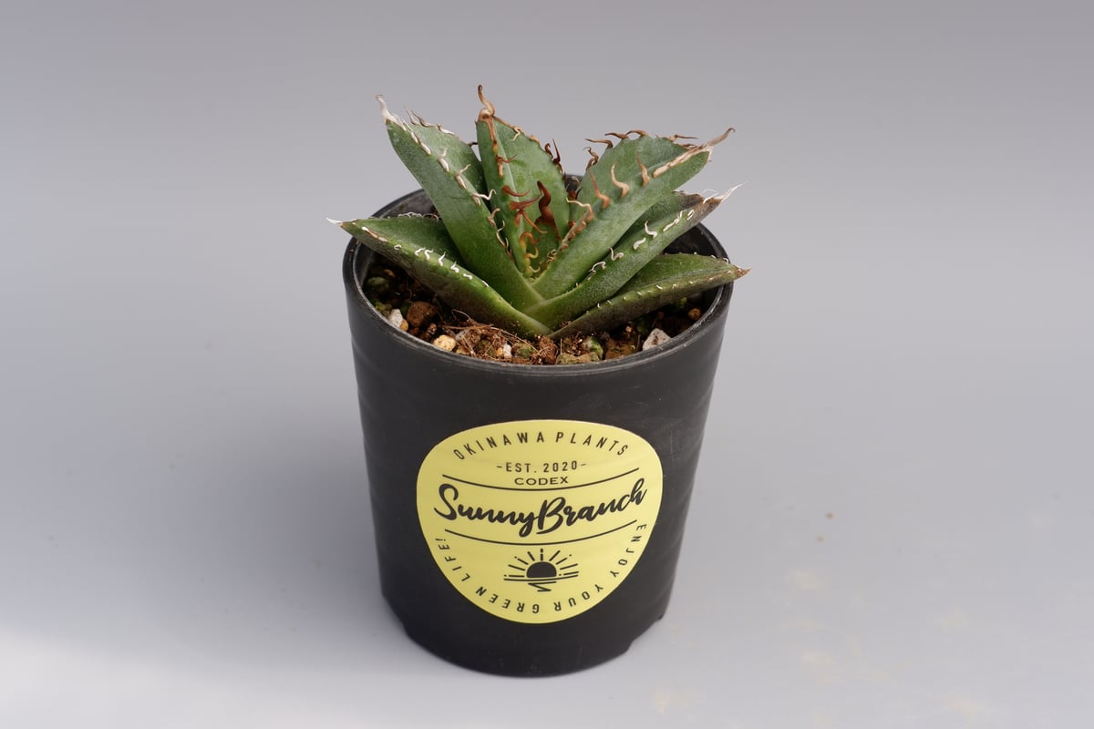 アガベ オテロイ 実生株 Agave oteroi seeding 026 | Sunny