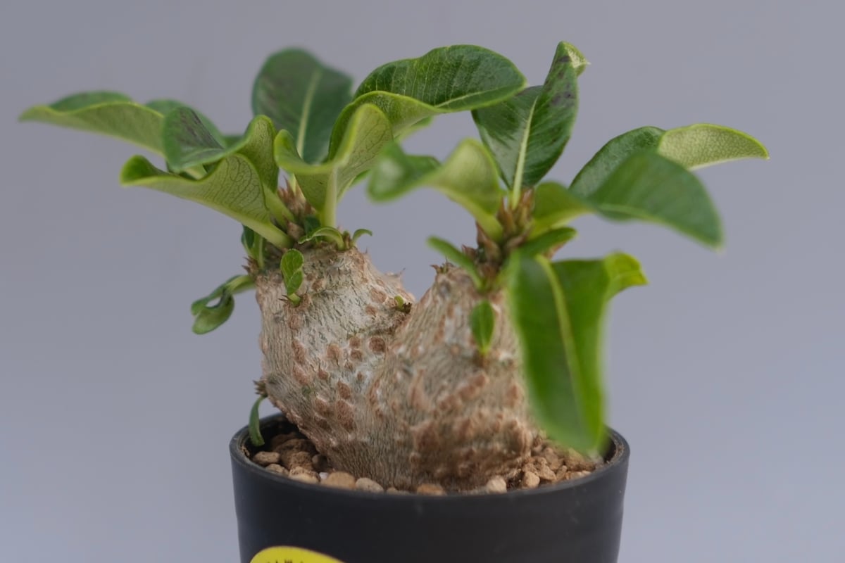 パキポディウム ウィンゾリー 実生株 095 Pachypodium windsorii |