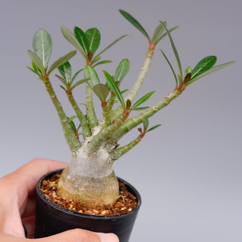 アデニウム ソマレンセ 実生株 Adenium somalense 001 | Sunny