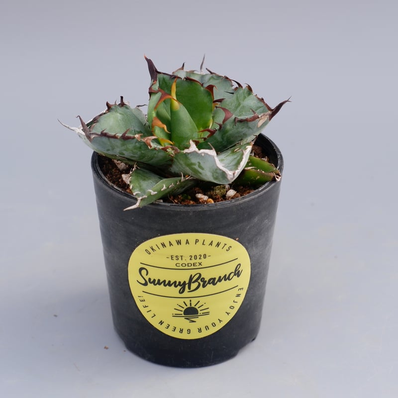 アガベ チタノタ ブラックアンドブルー Agave titanota BB 066 | Sun